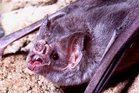 Desmodus Rotundus Common Vampire Bat Showing Sharp Front Teeth Captive