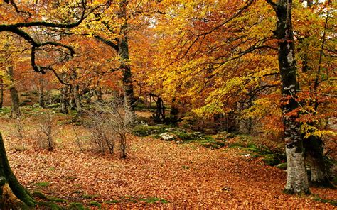 Autumn Woods Trees Fall Forest Wallpaper Hd Nature K Wallpapers Riset