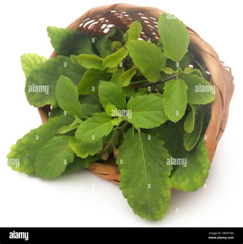 Tulsi Leaf Hi Res Stock Photography And Images Alamy