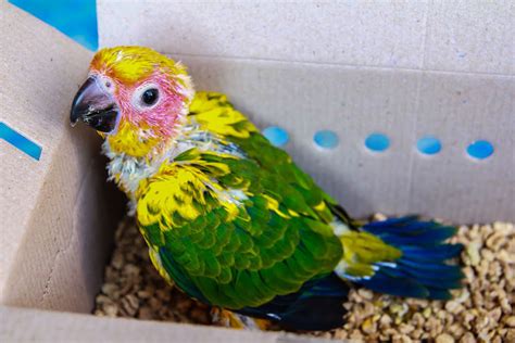Looking After Parrot Chicks Parrot Breeding Parrots Guide Omlet Us