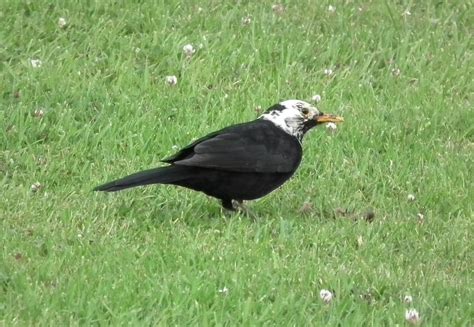 Blackbird With A White Head Perhaps It Was Hopping Around Flickr