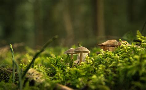 Free Stock Photo Of Beautiful Forest Ground