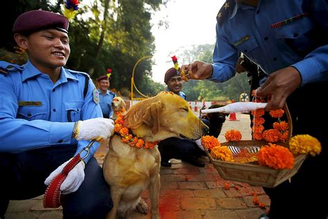 Dogs Are Celebrated In Nepals Kukur Tahir Festival