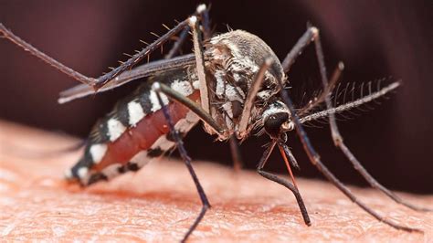 Alerta En Florida Detectan Virus Mortal Transmitido Por Mosquitos