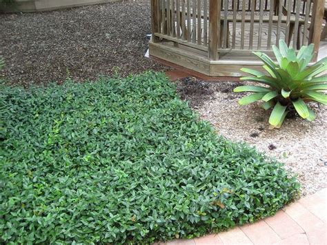 Asiatic Jasmine Ground Cover Plants Ground Cover Florida Landscaping