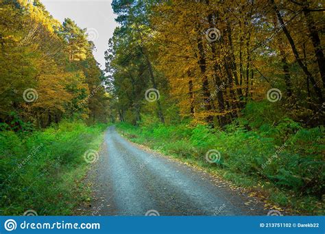 A Dirt Road Through The Forest With Yellow Trees Stock Photo Image Of