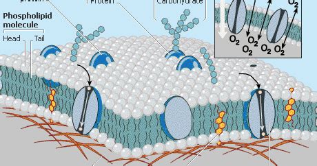 And that membrane has several different functions. Plant Life: Plasma Membranes