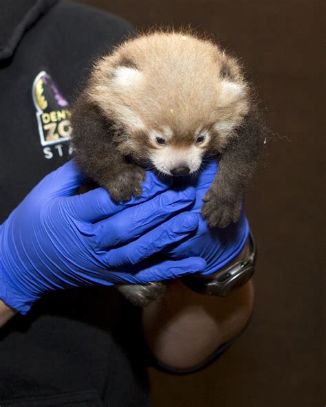 Red Pandas Born At Zoo