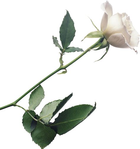 White Rose Png Image With Transparent Background Png Arts