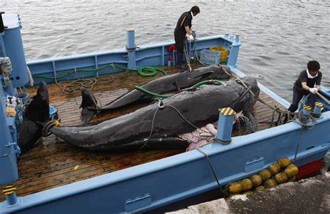 Japans Bid To Resume Commercial Whaling Sets Stage For Fierce Debate