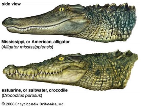 Alligator And Crocodile Teeth Placement Our Planet