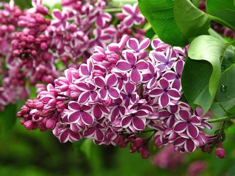 Sensation Lilac Shrubs For Sale Online The Tree Center