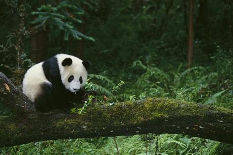 Giant Panda In The Forest Photographic Print Dlillc