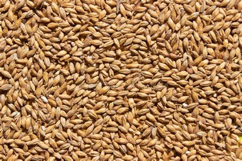 Barley Grains For Background Texture Stock Image Image Of Light Food
