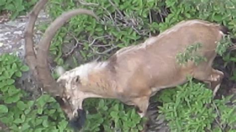 Aegagrus) is a matriarchal candidate for ancestor of domestic goat (c. Bezoar Goat (Capra aegagrus) - YouTube