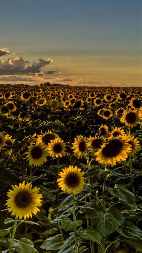 We have 61+ background pictures for you! Free download sunset field sunflowers sunflower wallpaper background 3638x2071 for your ...
