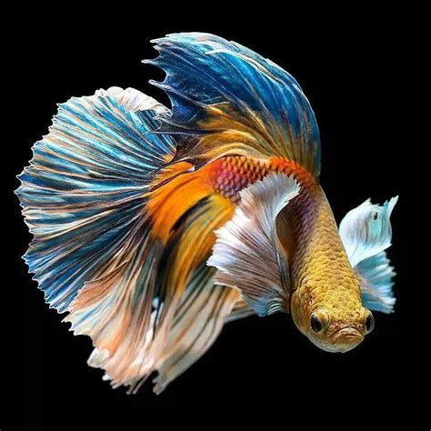 32 Photos Of The Most Beautiful Betta Fish In 2020 Betta Fish
