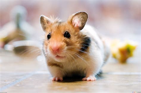 Cute Hamster Desktop Picture Desktop Hd Wallpaper Download Free Image Picture Photo On