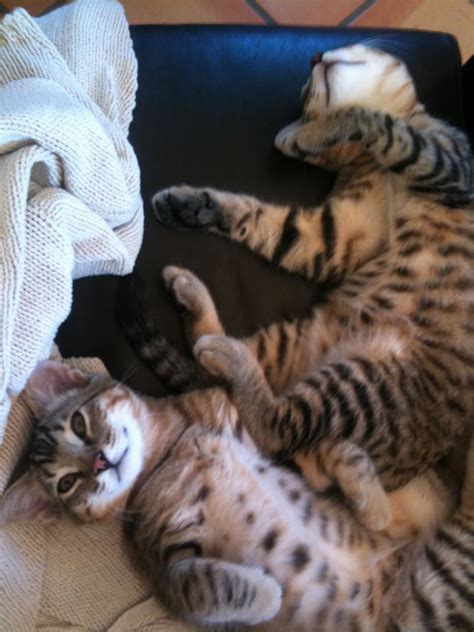 Kitten Bellies Occhiblusf Flickr