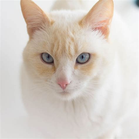 Beautiful Cat ️ Handsomecat Beautifulcat Pretty Aww Cats Cute