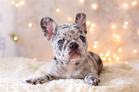Merle French Bulldog Info Facts Genetics Puppy Prices And Faqs