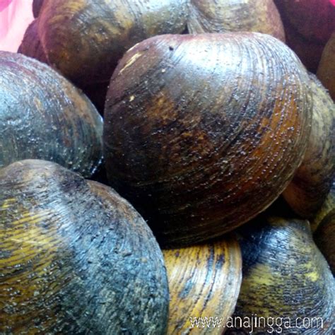 Potong potong berbentuk cincin atau sesuai. Pertama Kali Makan Lokan