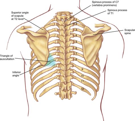 The largest area of the human brain is the cerebrum. Bony surface landmarks on the back. Note the area of the triangle of auscultation formed by the ...