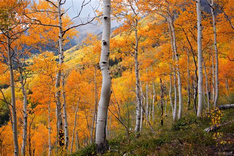 Colorado Fall Colors Mountain Photography By Jack Brauer