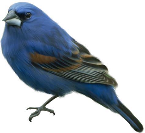 Blue Bird Clip Art Gallery Yopriceville High Quality Free Images