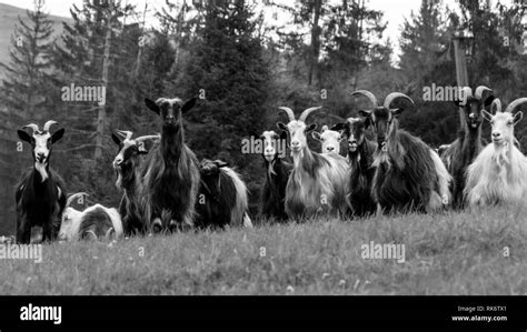 Tend Goats Black And White Stock Photos And Images Alamy