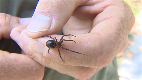 Detectan a tres especies de arañas en Chile tan venenosas como la de rincón