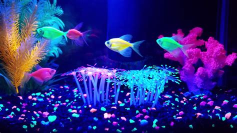My Glofish Aquarium Youtube