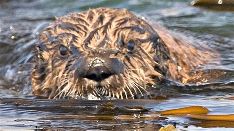 It Only Takes Otters 25 Years To Recover From An Oil Spill