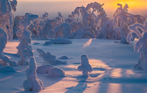 Wallpaper Winter Snow Trees The Snow Finland Finland