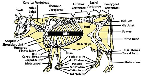 When the woman unearths the skeletons in the opening scene, the bones appear to be in pristine shape. Beef Cattle Discovery - Skeletal - Summary | Animal & Food Sciences