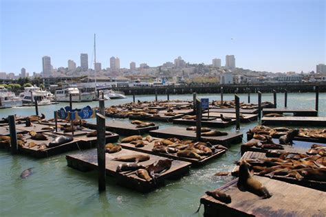 Discover attractions, hotels, restaurants, things to do, shopping and events at san francisco's number one destination. San Francisco Fisherman's Wharf Guide - Travel Eat Blog