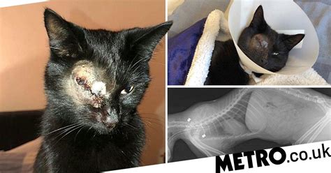Cat Loses Eye After Thug Pinned It Down And Shot It Five Times Metro News
