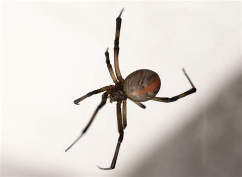 False Widow Spider Bite Treatment To Cost Irish Woman €900