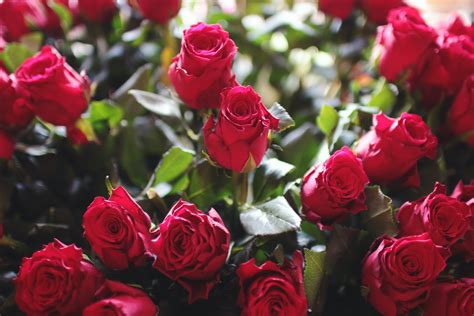 A photo of a very beautiful bouquet of roses. Fill the Frame Photography of Red Roses · Free Stock Photo