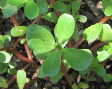 Purslane A Beautiful Wild Plant That Is Edible Delicious And Takes No