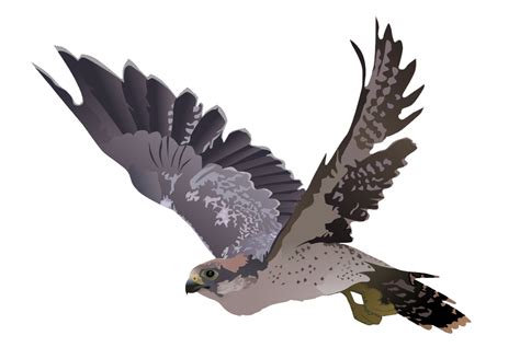 Falcon Png Picture Png All Png All