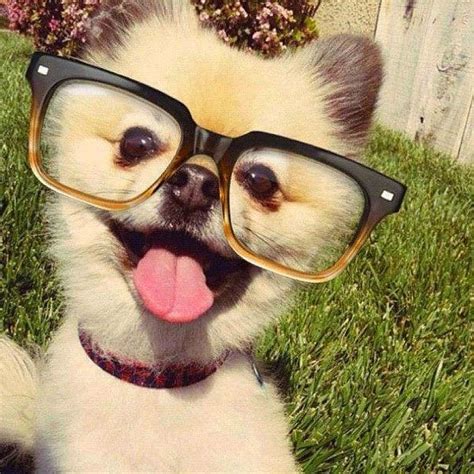 Only Pictures Dogs And Puppies In Glasses Funny Photos