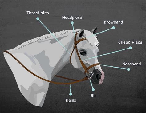 Can you name the parts of a horse? Bridle Parts & Types