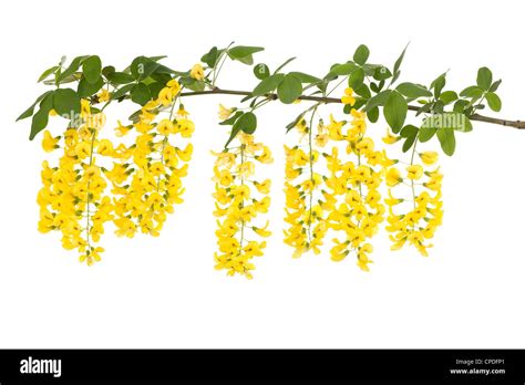 Branch Of Yellow Flower Laburnum On White Background Stock Photo Alamy