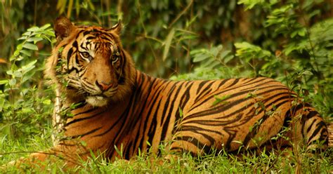 Sumatra Tiger Im Wwf Artenlexikon Zahlen And Fakten Wwf
