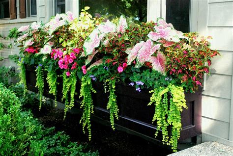 A colorful window box is a gracious gesture of good will and welcome, flourishing on the edge between house and garden and cheerfully blurring the distinction. Flower Box Ideas Beautiful Window Box Gardens Flowers for ...