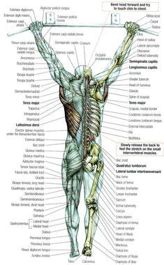 Here's a great little formula to help make sure you are getting enough: Major Muscles on the Front of the Body | @ Yoga / Pain Management | Pinterest | Muscles, Bodies ...