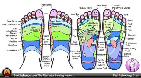 Reflexology At Ancient Art Massage And Bodywork Casselberry Fl Plexus Products Foot