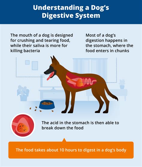 Senior Dog Diarrhea Causes And Treatment Updated