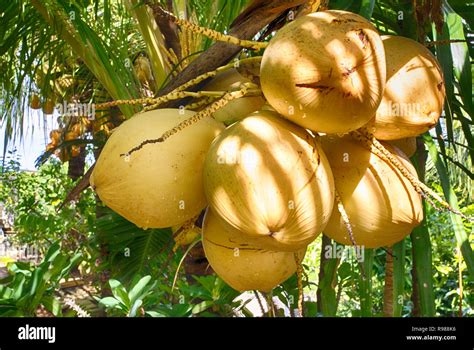 Coconuts Indonesia Ripening Fruits Of Coconut Palm Island Of Bali